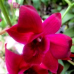 Dendrobium Super Nova